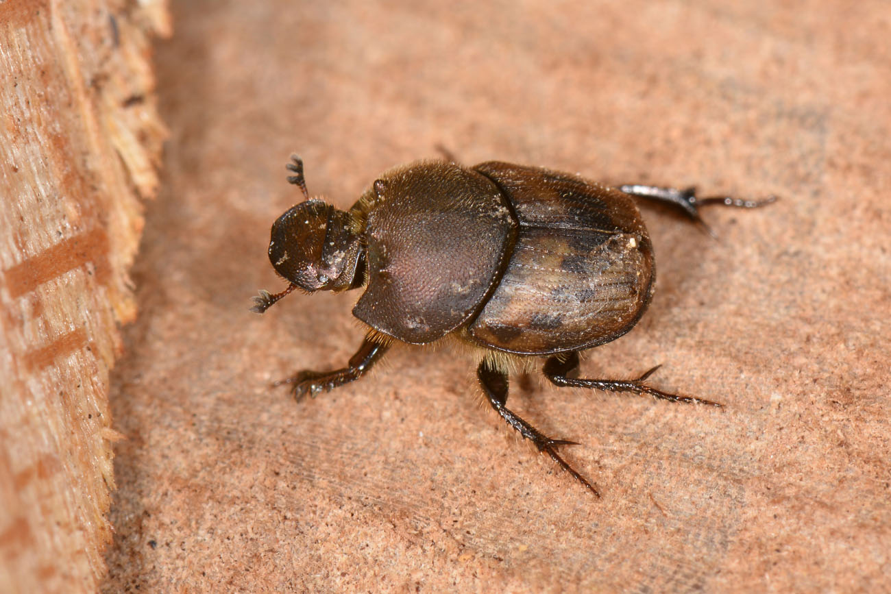 Scarabaeidae: Onthophagus lemur